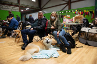 В Туле прошла выставка собак всех пород, Фото: 57