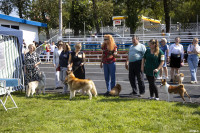 В Туле прошла выставка собак всех пород: фоторепортаж, Фото: 9