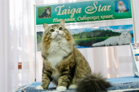 В Туле прошла международная выставка кошек «Зимнее конфетти», Фото: 3