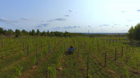 Виноград с южных склонов Дубны: как работает необычная семейная ферма в Тульской области, Фото: 10