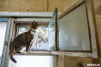 Волонтеры спасли кошек из адской квартиры, Фото: 32