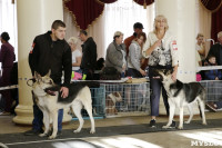 В Туле прошла Всероссийская выставка собак всех пород, Фото: 14