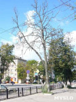 «Сушняк-2019 Тула». Городской хит-парад засохших деревьев, Фото: 8