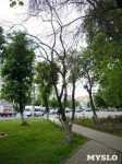 «Сушняк-2019 Тула». Городской хит-парад засохших деревьев, Фото: 104