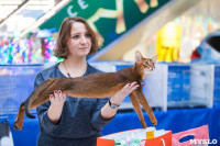Международная выставка кошек в ТРЦ "Макси", Фото: 69