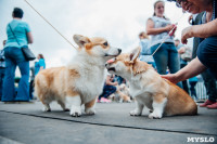 Всероссийская выставка собак в Туле, Фото: 54
