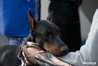 В Туле прошла Всероссийская выставка собак , Фото: 22