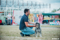 Всероссийская выставка собак в Туле, Фото: 83