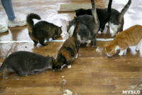 Кошки из адской квартиры, Фото: 24