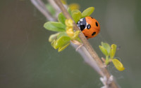, Фото: 1