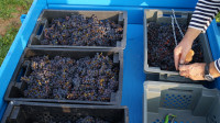 Виноград с южных склонов Дубны: как работает необычная семейная ферма в Тульской области, Фото: 60