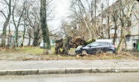 Штормовой ветер в Тульской области валил деревья, заборы и повредил крыши, Фото: 23