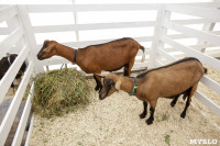 Выставка коз в Туле, Фото: 15