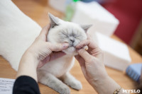 В Туле прошла выставка «Пряничные кошки» , Фото: 110