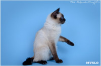 Кошки породы Скиф-той-боб, Фото: 13