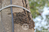 В Туле в фонарном столбе поселились пчелы, Фото: 8