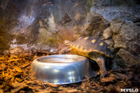 Черепахи в экзотариуме, Фото: 37