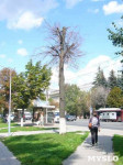 «Сушняк-2019 Тула». Городской хит-парад засохших деревьев, Фото: 213