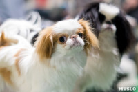 Пражский крысарик, хотошо и кангал: в Туле прошла выставка собак всех пород, Фото: 82