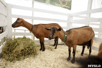 Выставка коз в Туле, Фото: 16