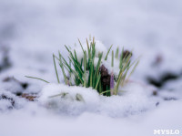 Весна идет: в Туле появились бутоны крокусов, а в снегу уже видна зелень!, Фото: 6