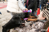 Сиба-ину, шпицы и алабаи: в Туле состоялась выставка собак, Фото: 67