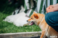 Всероссийская выставка собак в Туле: серьезные сенбернары, изящные пудели и милые шпицы, Фото: 1