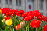 В Туле расцвели тюльпаны, Фото: 48
