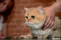 Выставка кошек в Искре, Фото: 73