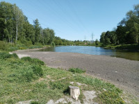 В Туле неожиданно обмелел пруд в Рогожинском парке, Фото: 5