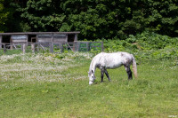 А пони тоже кони: 9-летняя тулячка – числе лучших в конном спорте по выездке, Фото: 2