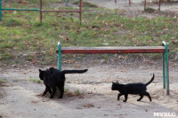 Коты и кошки в Туле, Фото: 49