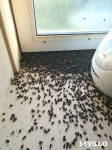  Жители Одоевского района продолжают жаловаться на нашествие мух, Фото: 7