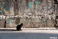 Тульские котики, Фото: 74