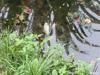 В Платоновском парке дохнут утки и рыба, Фото: 12
