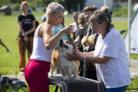 В Туле прошла выставка собак всех пород: фоторепортаж, Фото: 86