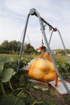 Гигантские тыквы из урожая семьи Колтыковых, Фото: 42
