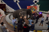 Тульский цирк анонсировал Шоу слонов, Фото: 6