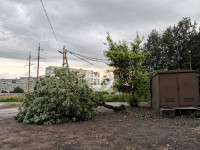 Ветер повалил деревья в Туле, Фото: 15