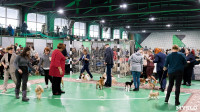 Пражский крысарик, хотошо и кангал: в Туле прошла выставка собак всех пород, Фото: 137