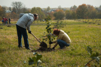 В Ясной Поляне посадили яблони, Фото: 37