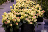 Миллион разных роз: как устроена цветочная теплица, Фото: 11