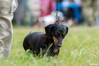 Выставка охотничьих собак в Туле, Фото: 110