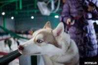 Выставка собак в Туле, Фото: 13