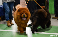 Выставка собак в Туле , Фото: 108