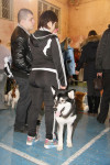 В Туле прошла всероссийская выставка собак, Фото: 43