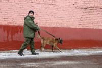 Как живет собачий патруль Туламашзавода, Фото: 37