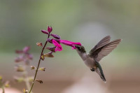 , Фото: 1