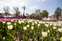В Туле расцвели тюльпаны, Фото: 84
