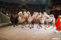 Шоу слонов в Тульском цирке, Фото: 38